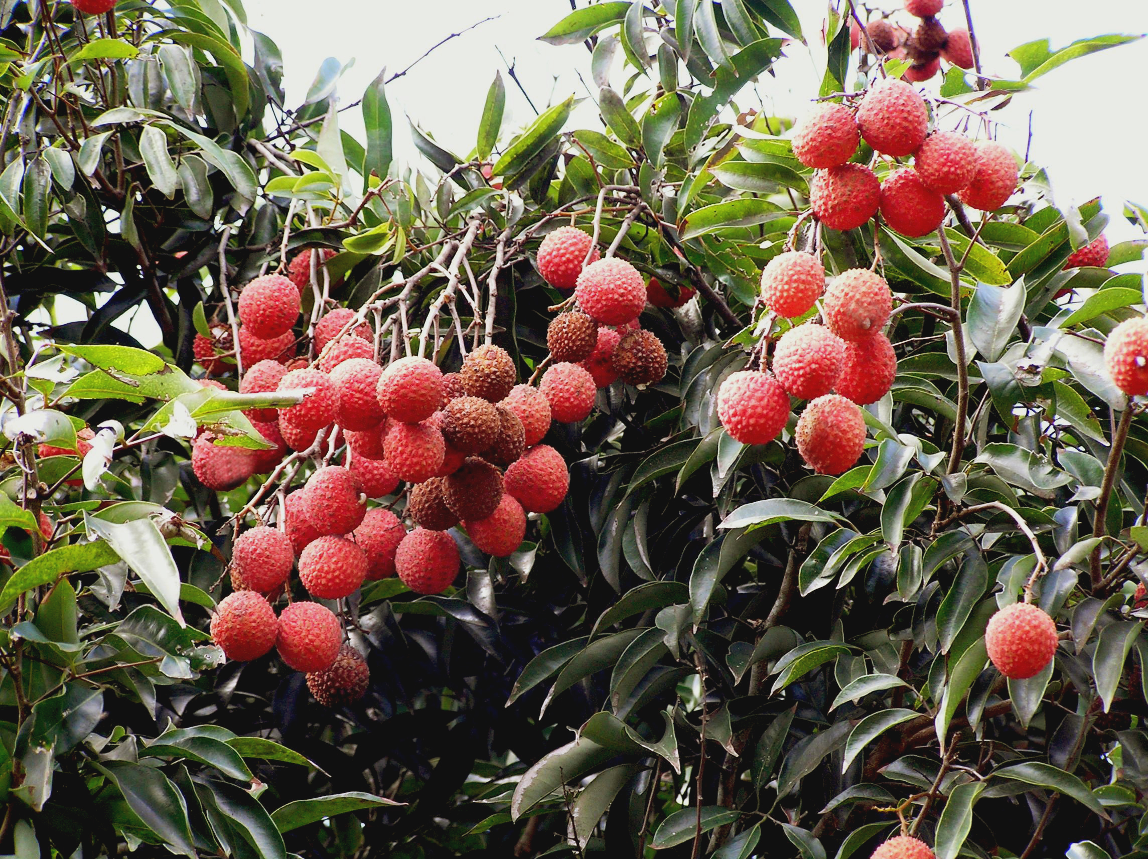 How to Grow Organic Lychees